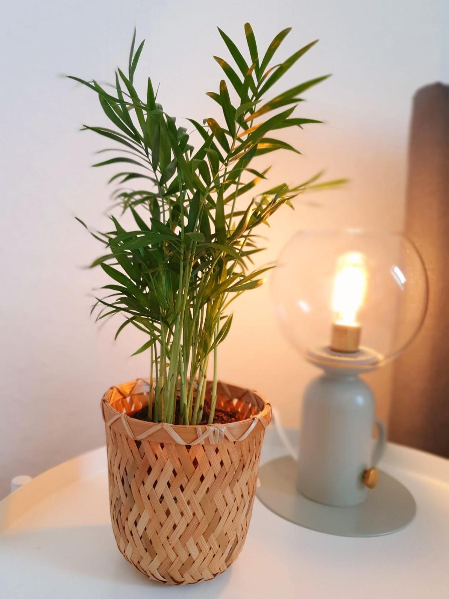 Apartment Charmante Maisonnette-dachgeschosswohnung In Zentraler Lage *